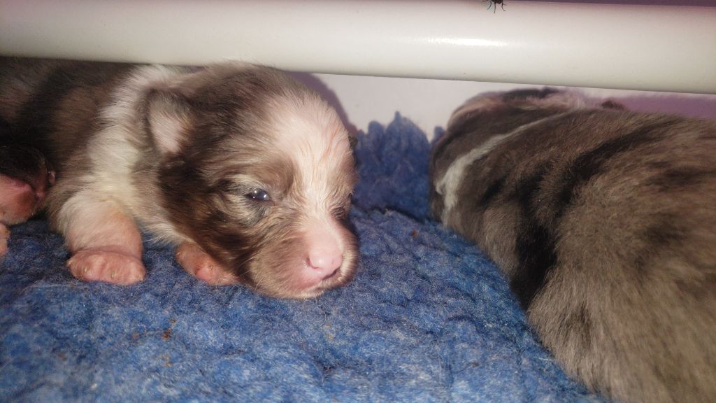 Of Chiprey's Hamlet - Chiots disponibles - Shetland Sheepdog