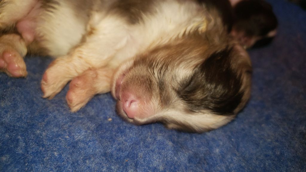 Of Chiprey's Hamlet - Chiots disponibles - Shetland Sheepdog
