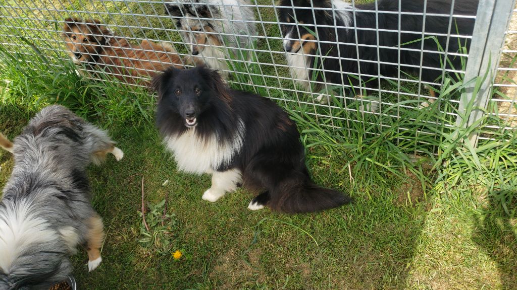 Of Chiprey's Hamlet - Chiots disponibles - Shetland Sheepdog