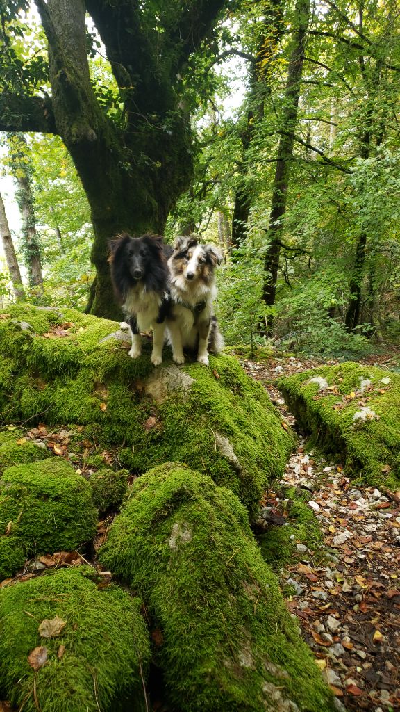 Of Chiprey's Hamlet - Shetland Sheepdog - Portée née le 13/03/2024