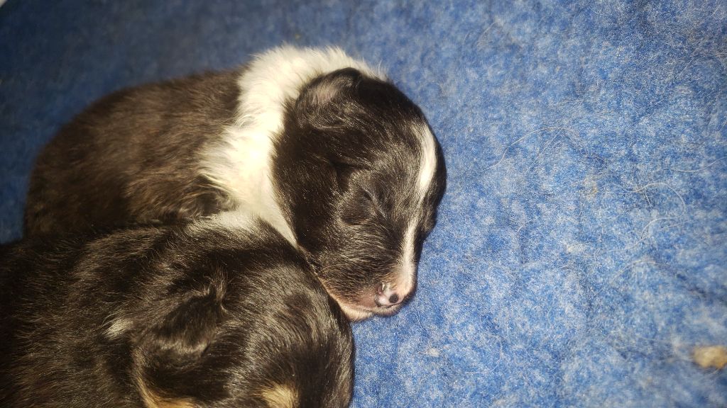 Of Chiprey's Hamlet - Chiots disponibles - Shetland Sheepdog