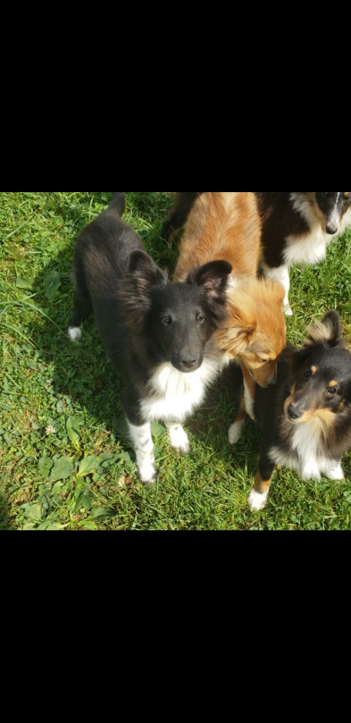 Of Chiprey's Hamlet - Chiots disponibles - Shetland Sheepdog