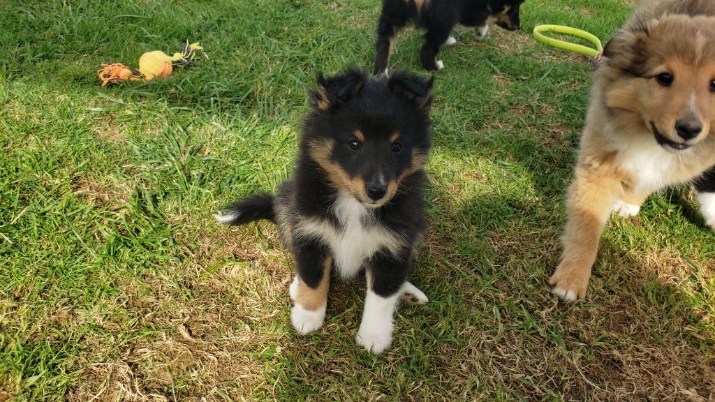 Of Chiprey's Hamlet - Chiots disponibles - Shetland Sheepdog