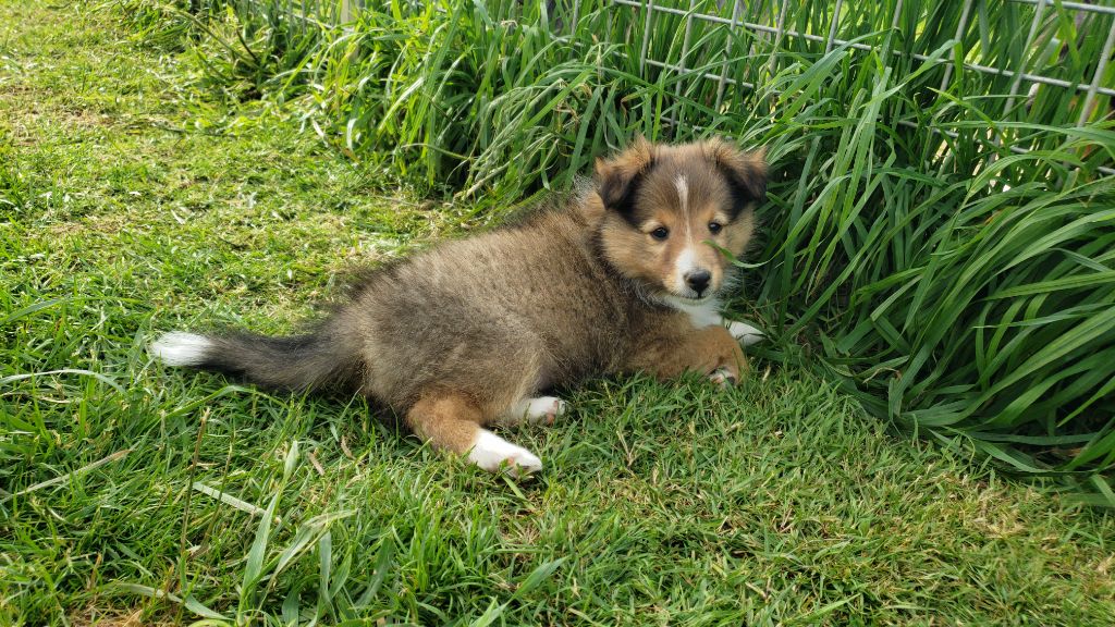 Of Chiprey's Hamlet - Chiots disponibles - Shetland Sheepdog