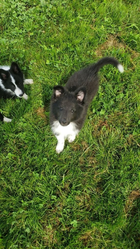 Of Chiprey's Hamlet - Chiots disponibles - Shetland Sheepdog