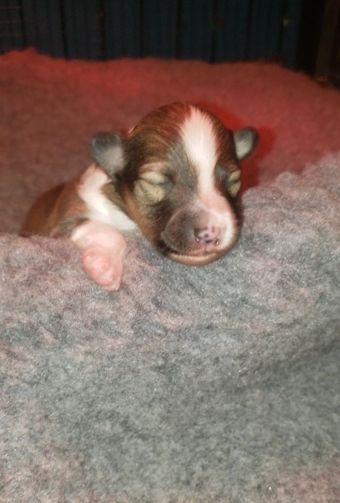 Of Chiprey's Hamlet - Chiots disponibles - Shetland Sheepdog