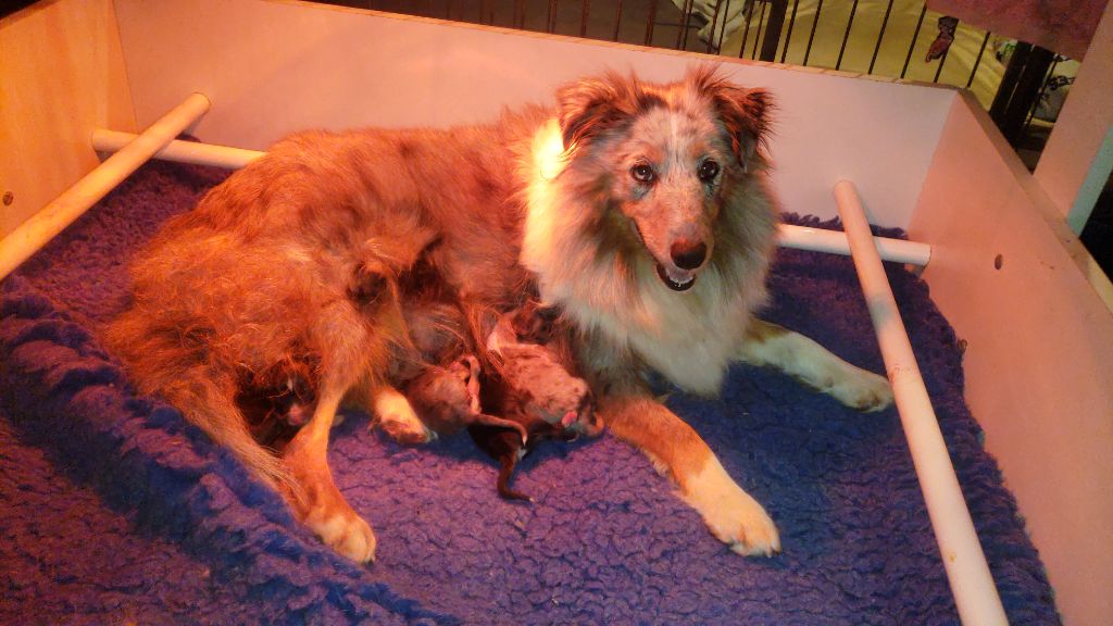Chiot Shetland Sheepdog Of Chiprey's Hamlet