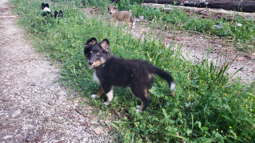 Of Chiprey's Hamlet - Chiots disponibles - Shetland Sheepdog