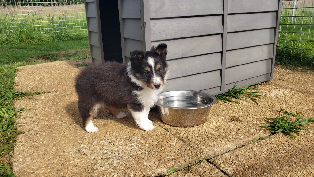 Of Chiprey's Hamlet - Chiots disponibles - Shetland Sheepdog