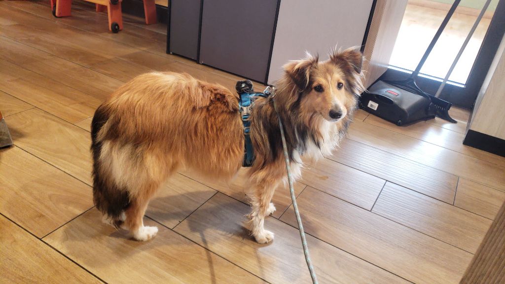 Of Chiprey's Hamlet - Chiots disponibles - Shetland Sheepdog
