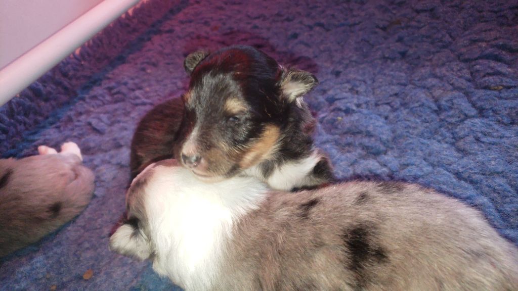 Of Chiprey's Hamlet - Chiots disponibles - Shetland Sheepdog