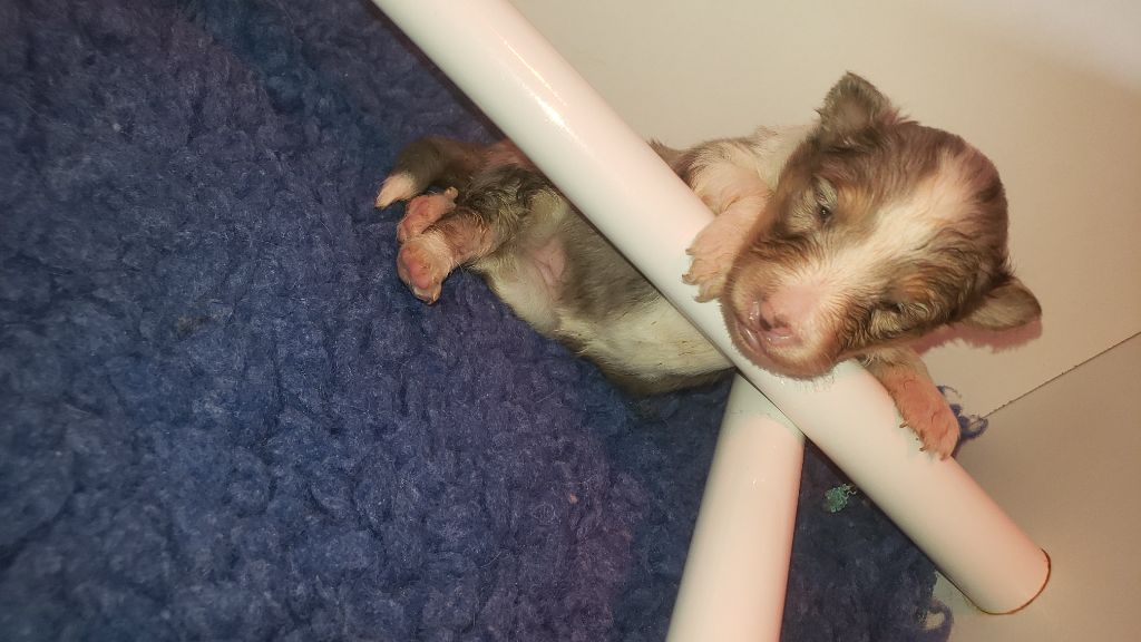 Of Chiprey's Hamlet - Chiots disponibles - Shetland Sheepdog